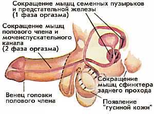 Третья фаза эрекции Третья фаза эрекции