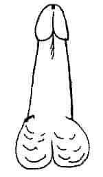 Forma de pene masculino que recuerda a un lápiz