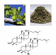 Ginkgo biloba