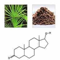 Saw palmetto