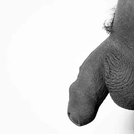 Penis Galerisi. Şekil - 3
