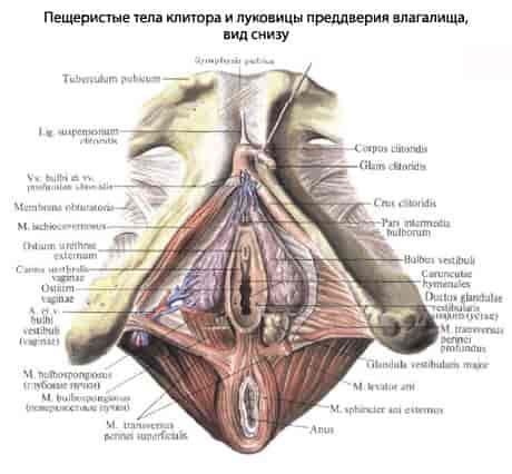 Наружные мужские половые органы - Медицинский центр «ЕВРОМЕДПРЕСТИЖ»